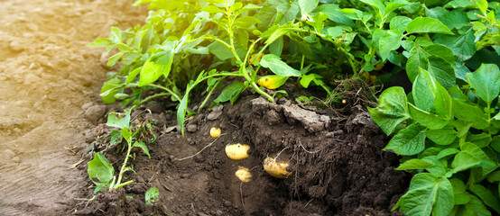 Young potato bushes grow in the field. Harvesting, harvest. Organic vegetables. Agriculture and farming. Potatoes. Selective focus.