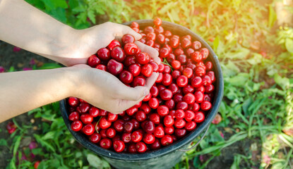 Ripe red cherries in the hands of a farmer. Summer harvest of berries. Healthy diet. Selective focus