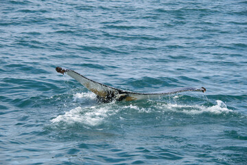 Naklejka premium seal in water