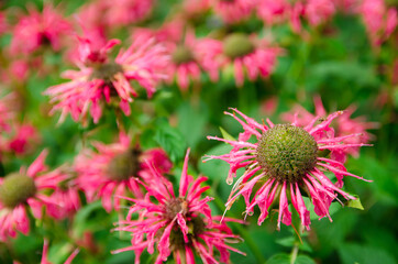 The flowering bush of monarda grows in the garden after the rain. Beautiful flowers with natural wallpaper. Selective focus.
