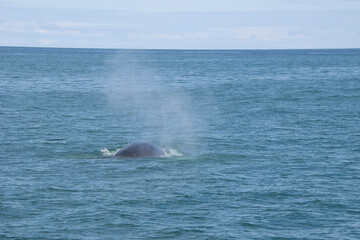 Fototapeta premium dolphin in the water