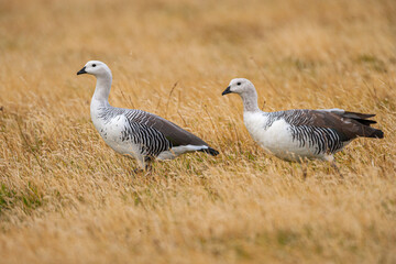 Magellan goose or Upland goose (Chloephaga picta) Two males standing in yellow grass in Torres del Paine National Park
