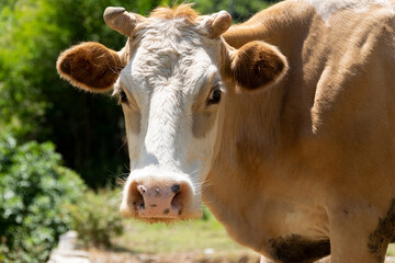 Close up view of domestic cow grazing free in the mountain