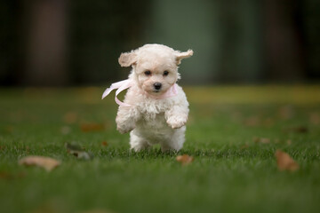 Maltipoo dog. Adorable Maltese and Poodle mix Puppy