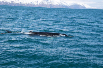 Fototapeta premium humpback tail