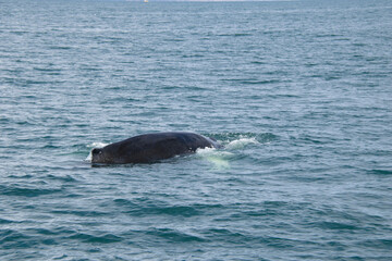 humpback tail