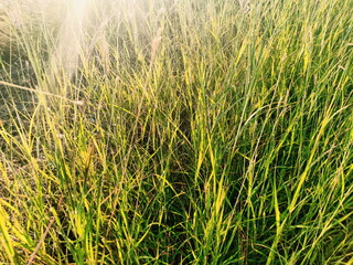 Meadow in the sun set