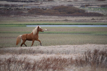 horse and foal