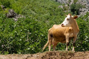 Close up view of domestic cow grazing free in the mountain