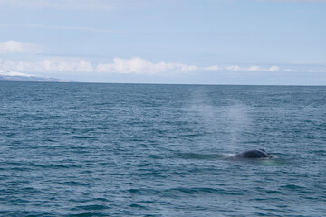 dolphin jumping into the sea