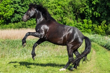 Beautiful black stallion running on field in summer