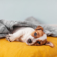 Puppy on yellow pillow at home