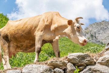 Close up view of domestic cow grazing free in the mountain