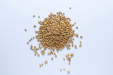 Coriander seeds, Coriandrum sativum, Satara, maharashtra, India