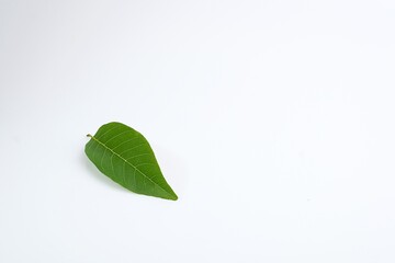 Annona leaves on a white background