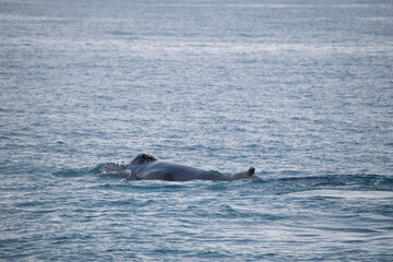 Obraz premium pair of dolphins