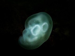 Naklejka na ściany i meble Moon jellyfish