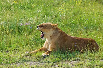 Animal lioness, predator wild cat in jungle