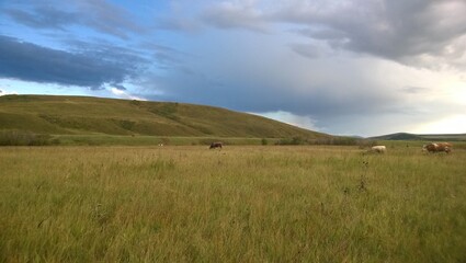 Fototapeta premium Landscape with cows