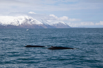 Fototapeta premium humpback whale tail