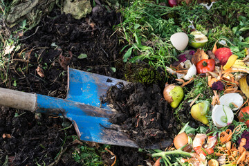 Earthworms in the soil on blue color shovel, compost box outdoors full with garden browns and greens and food  wastes,  sustainable life concept  - obrazy, fototapety, plakaty