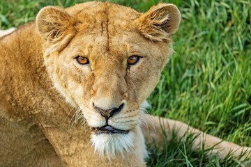Obraz na płótnie Canvas Animal lioness, predator wild cat in jungle