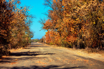 Autumn road going into the distance. Yellow leaves on trees. Shallow depth of field