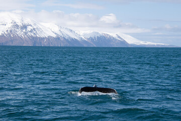 Fototapeta premium iceberg in polar regions