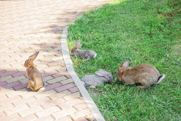 Mother rabbit and three cute bunnies eating grass in the park at a Summer's evening.  Space for copy. Pet animal family concept.