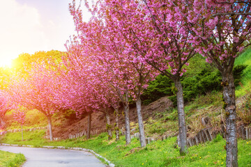 Fototapety na wymiar - Fototapeta24.pl