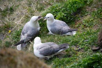 two white doves