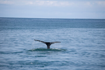 humpback whale tail