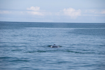 Fototapeta premium dolphins in the sea