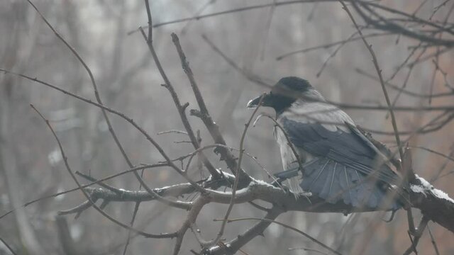 Gothic black raven bird on bare leafless branch, dramatic dark crow on tree in winter dusk. Corvus in gloomy mystic melancholic atmosphere of twilight, snow falling. Moody symbol of evil and death.