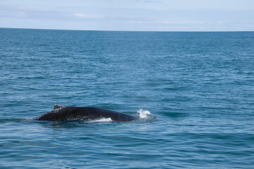 Fototapeta premium dolphin in the water