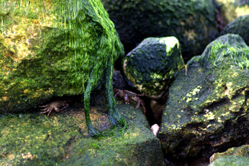 Reunion of crabs on moss and rocks with blue sea
