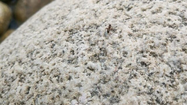 Close-up on a large ant on a rock