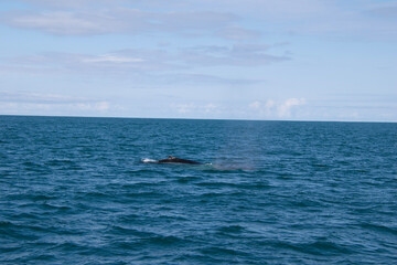 dolphin jumping out of the water