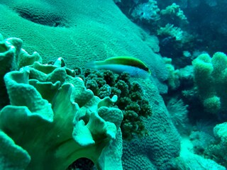 coral reef with fish