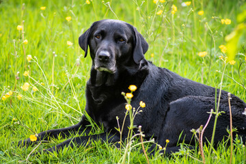 Springador Labrador in buttercups