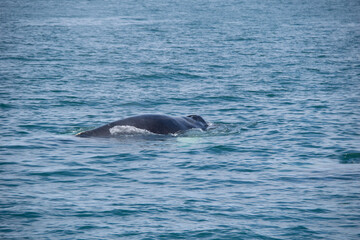 Fototapeta premium pair of dolphins