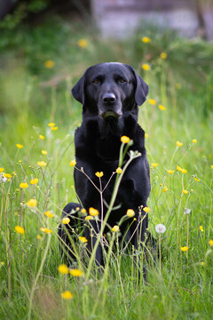 Springador Images – Browse 111 Stock Photos, Vectors, and Video | Adobe ...