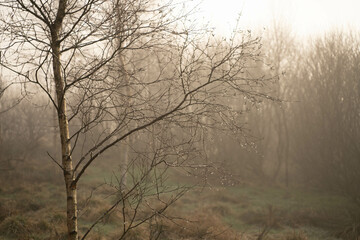 Fototapeta na wymiar silver birch trees in mist and fog