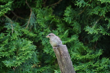 garden,sparrow,branch,hedge