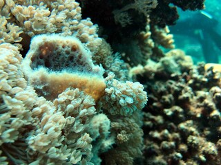 Naklejka na ściany i meble soft corals in the reef