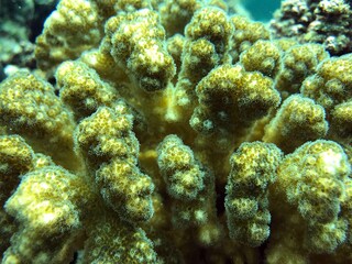coral reef in the sea