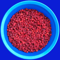 Juicy Raspberry in a blue bowl. Harvest of raspberry