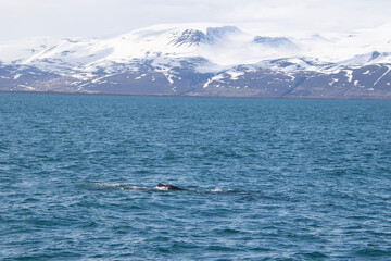 Fototapeta premium jet ski in the sea