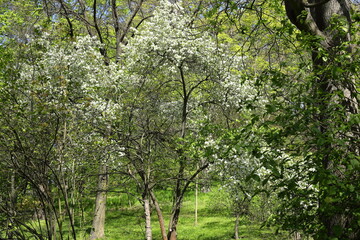Blooming trees in the botanical garden