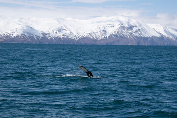 Obraz premium surfing on the sea